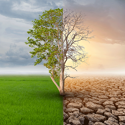 Side-by-side images: one of green tree in a green field and the other of a dry tree in a dry environment