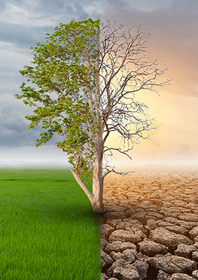 Side-by-side images: one of green tree in a green field and the other of a dry tree in a dry environment