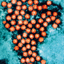 MT May 2016 viruses alive foot and mouth