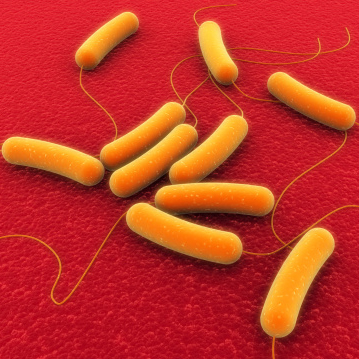Orange rode shaped bacteria in red background