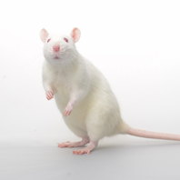 White mouse