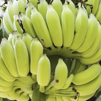Close up of one bunch of bananas