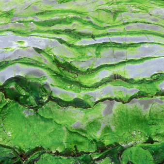 Green abstract shape