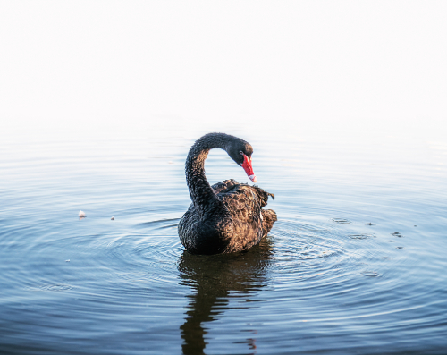 Black swan swimming in the water