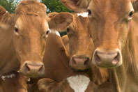 Picture of the face of three brown cows