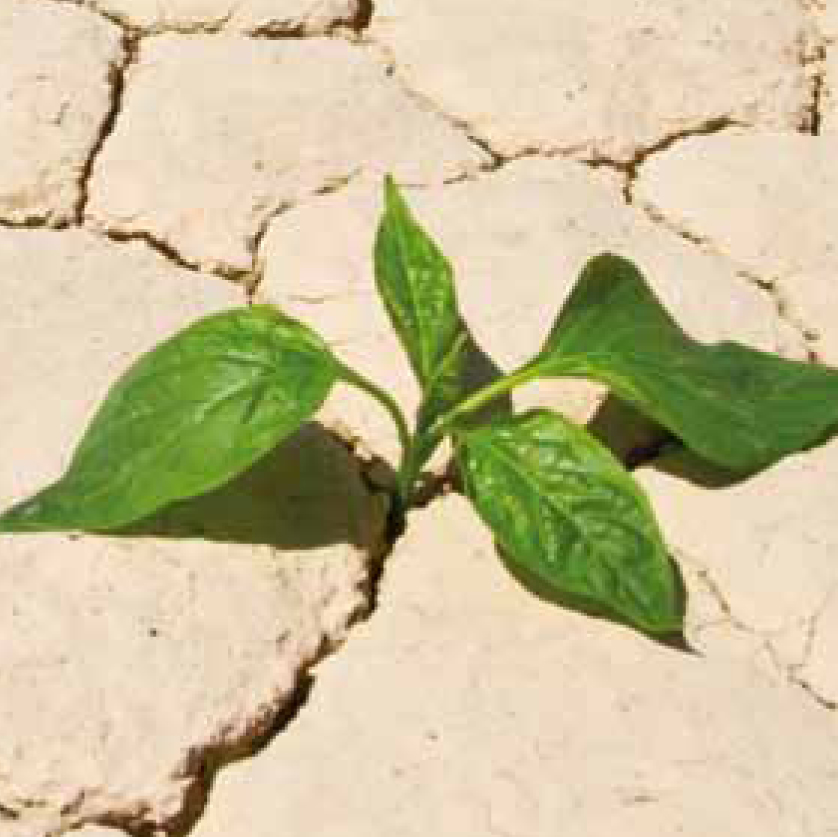 Small green plant growing in dry and cracked soil