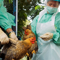 Two chicken being held by people wearing protective equipment
