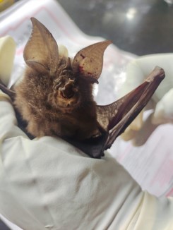 horseshoe bat indian.jpg