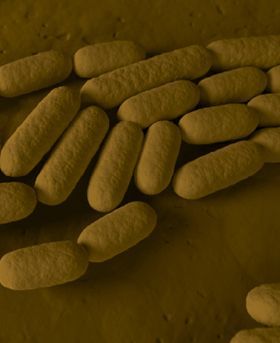 Branding used for the International Journal of Systematic and Evolutionary Microbiology