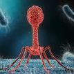 iStock-libre de droit Phage PR.jpg