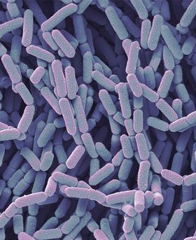 Microscopic image of lots of purple and blue rod-shaped bacteria.