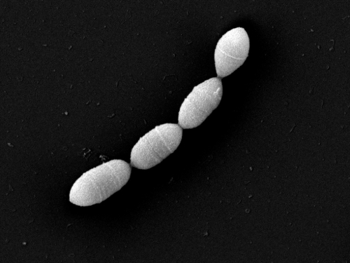 M. intestini Medical University of Graz (2).jpg