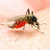 Malaria fly