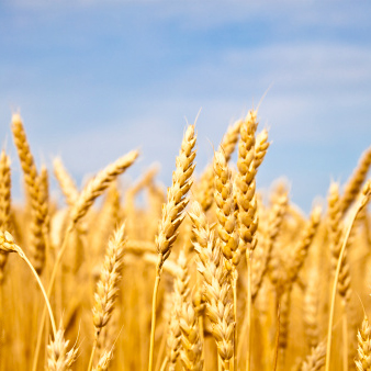 Close up wheat in a field