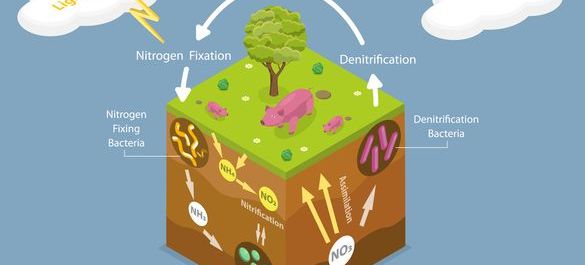 Nitrogen cycle, illustrated in a cartoon style