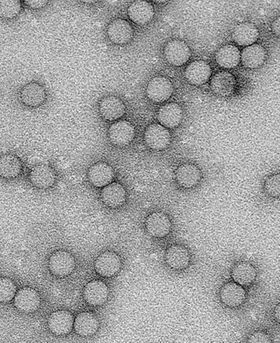 Microscopic image of multiple cells.