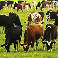 A field of different colour cows.
