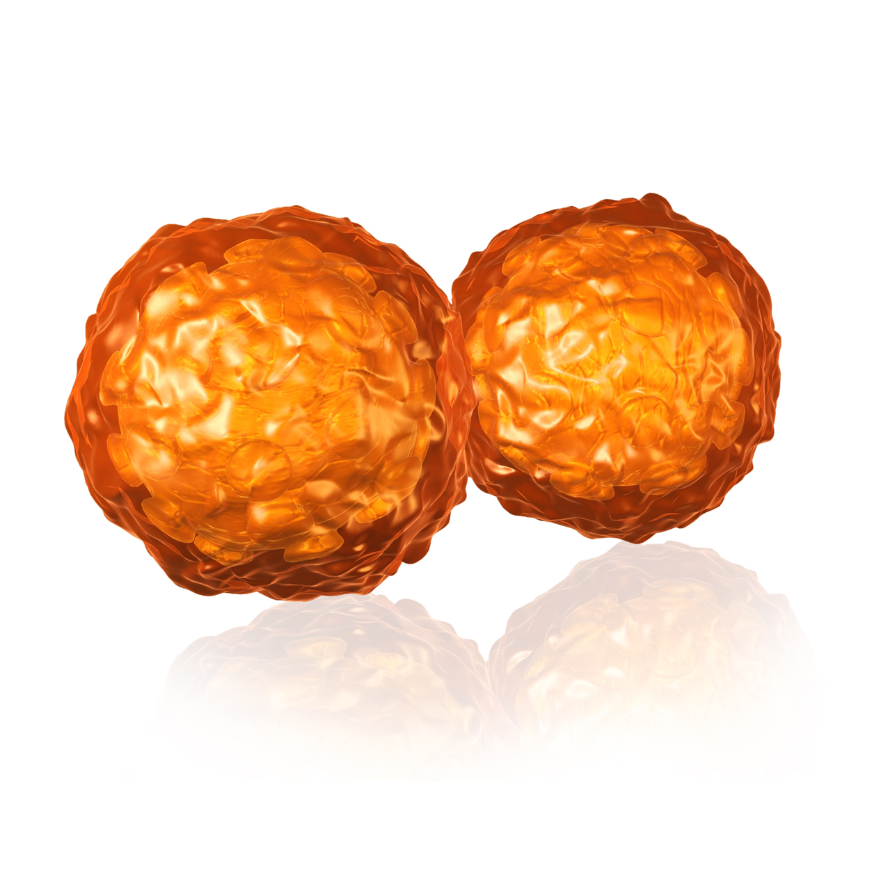 Two orange spherical cells.