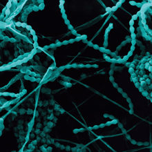 Publishing platform image.jpg