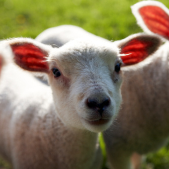 Photo of lamb in a field.