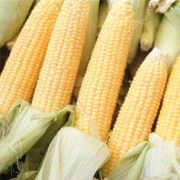 Photo of yellow corn.