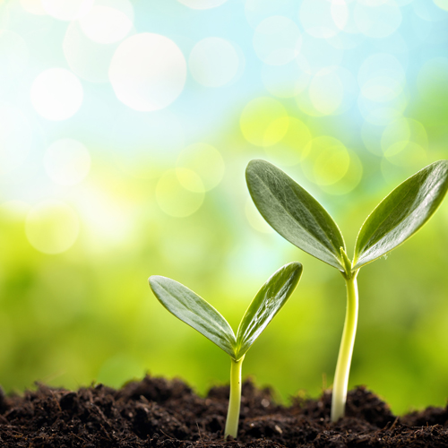 A green seed sprouting from soil.