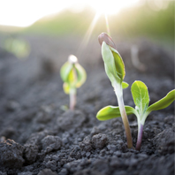 A green seed sprouting from soil.