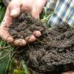 Hand holding dirt with roots