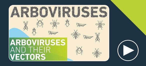Thumbnail of a video on arboviruses and their vectors