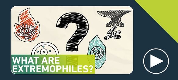 Thumbnail of a video on what are extremophiles