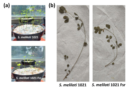 A series of photographs of the experiment between S. meliloti 1021 and Fsr bacteria with alfalfa plants. Plants inoculated with the Fsr mutant bacteria are smaller.
