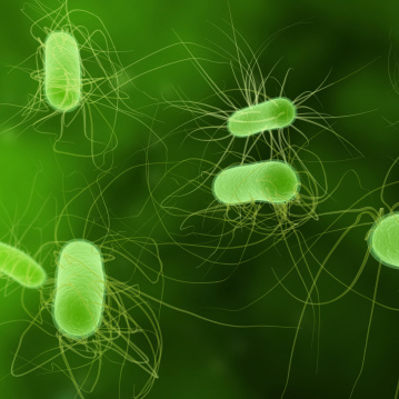 Green rod-shaped bacteria with hair-like particles floating in a green background.