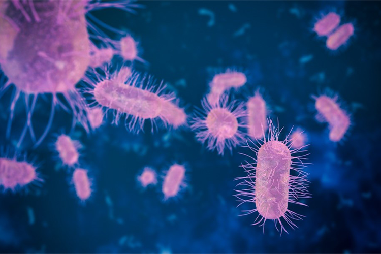 E. coli bacteria