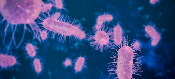 E. coli bacteria