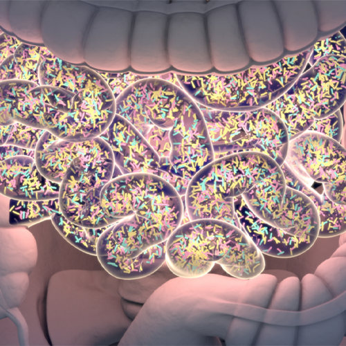 Scientific illustration showing the gut microbiome in the intestine