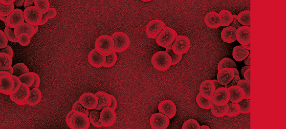 Branding used for Journal of Medical Microbiology